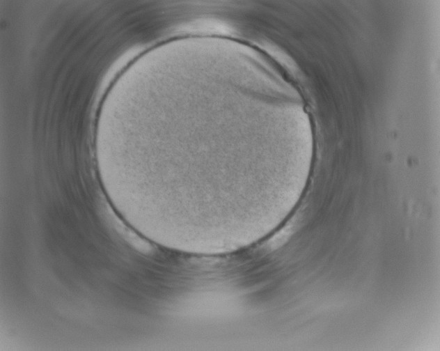 X0000077351248200611101606