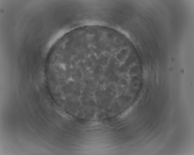 X0000077351263200611101605