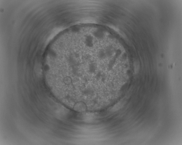 X0000077351266200611101605