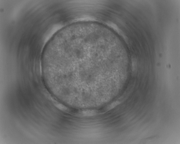 X0000077351274200611101605