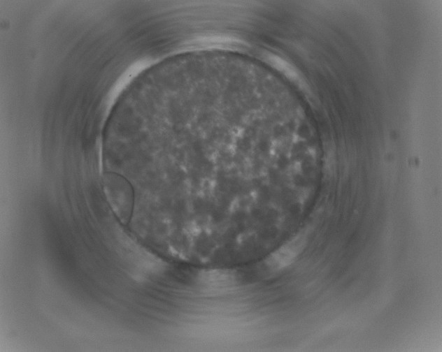 X0000077351275200611101605