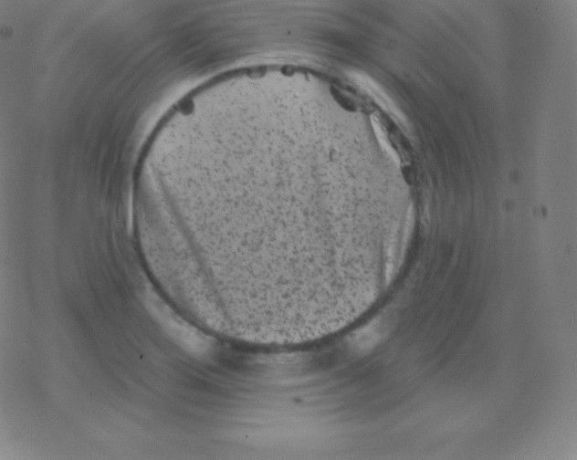 X0000077351276200611101605