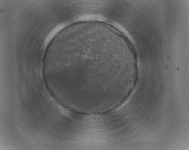 X0000077351277200611101605