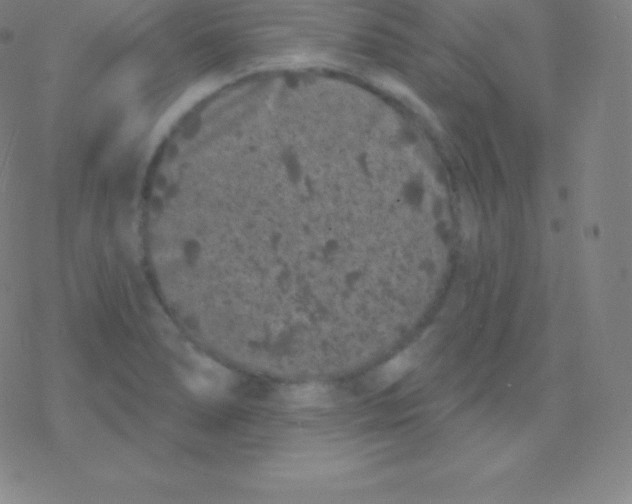 X0000077351278200611101605