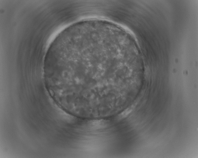 X0000077351279200611101605