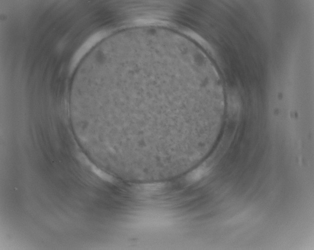 X0000077351294200611101604