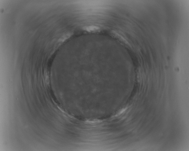 X0000077351298200611101604