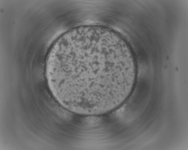 X0000077351314200611101604