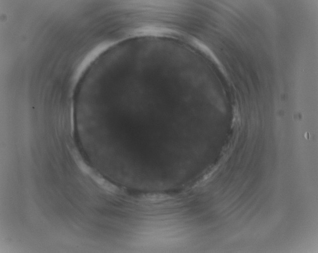 X0000077351323200611101604