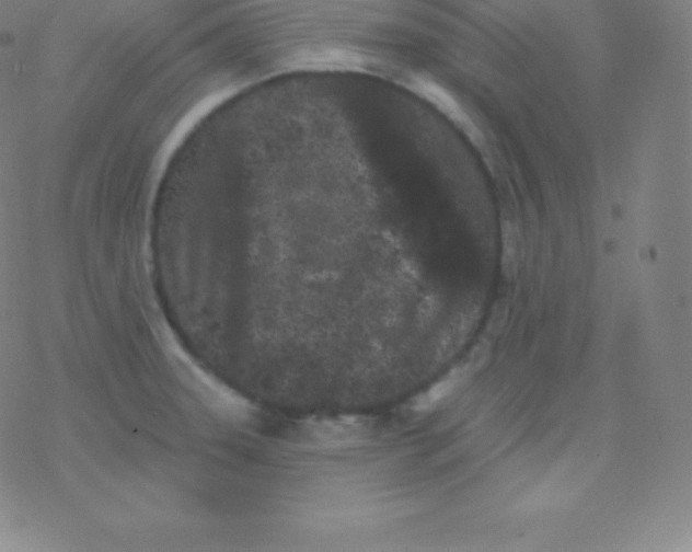 X0000077351331200611101604