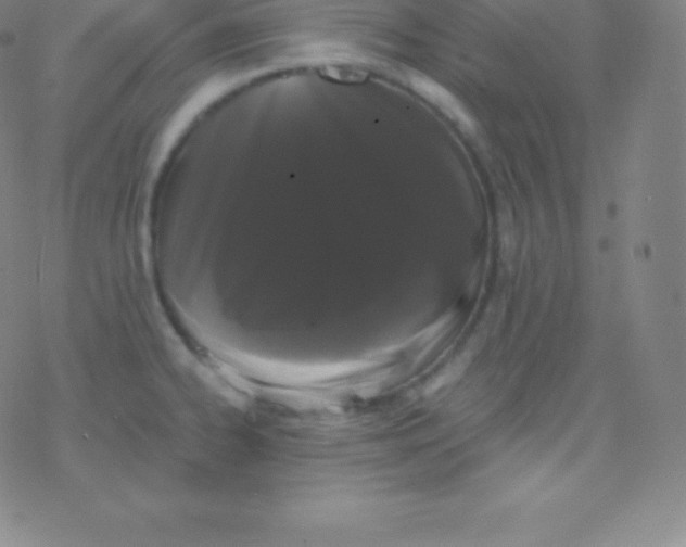 X0000077351334200611101604