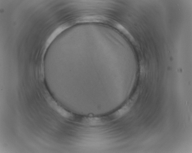 X0000077351370200611101603