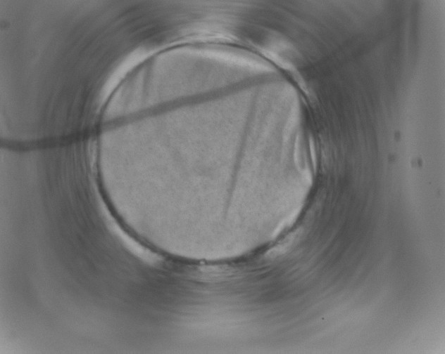 X0000077351383200611101603