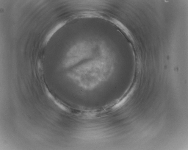 X0000077351385200611101603