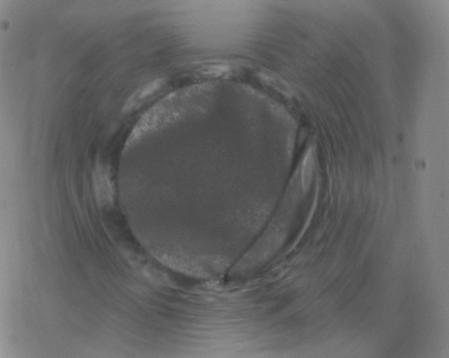 X0000077351394200611101602