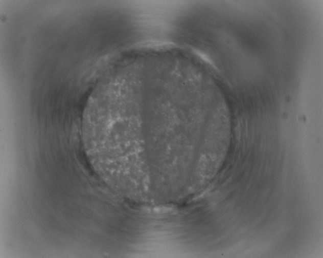 X0000077351397200611101602