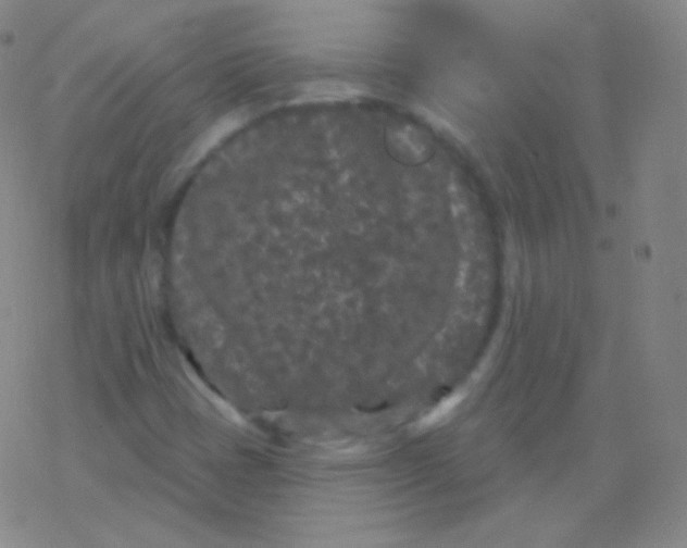 X0000077351401200611101602