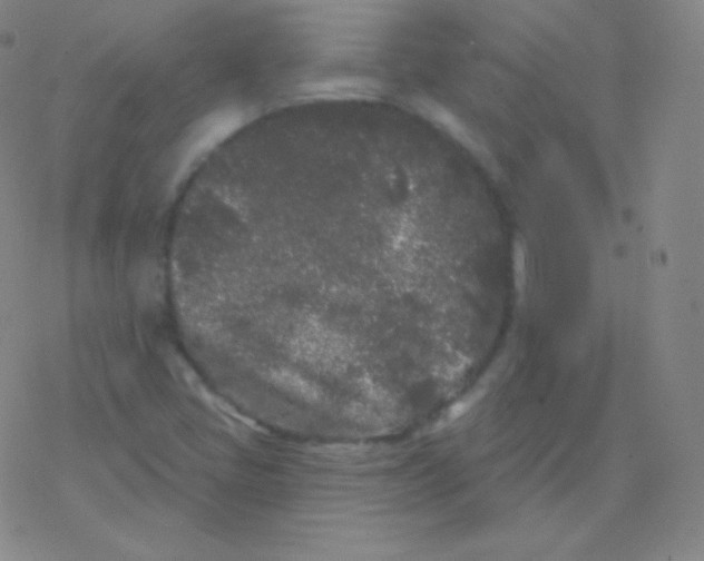 X0000077351405200611101602