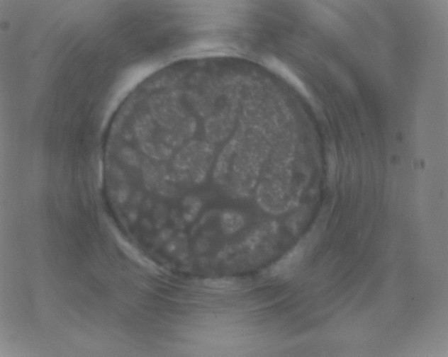 X0000077351413200611101602