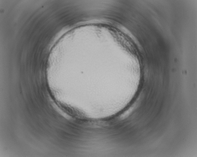 X0000077351417200611101602