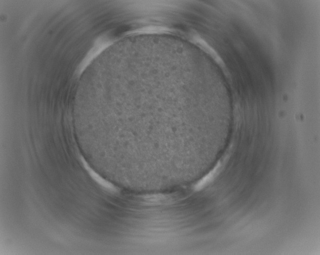 X0000077351425200611101602