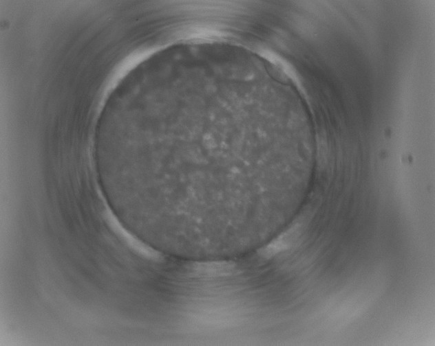 X0000077351429200611101603