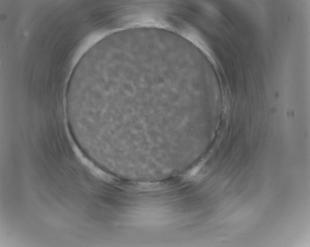 X0000077351439200611101603