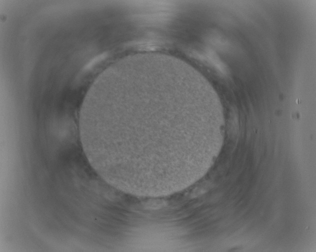 X0000077351446200611101602