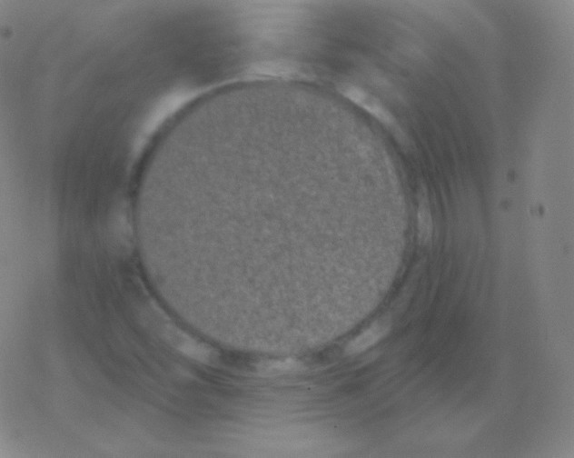 X0000077351454200611101602