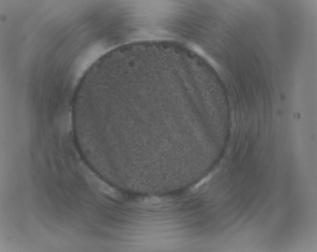 X0000077351459200611101602