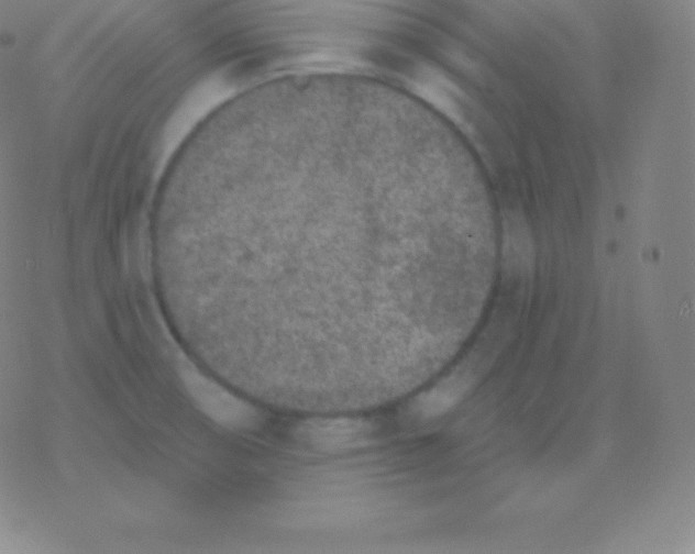 X0000077351474200611101601