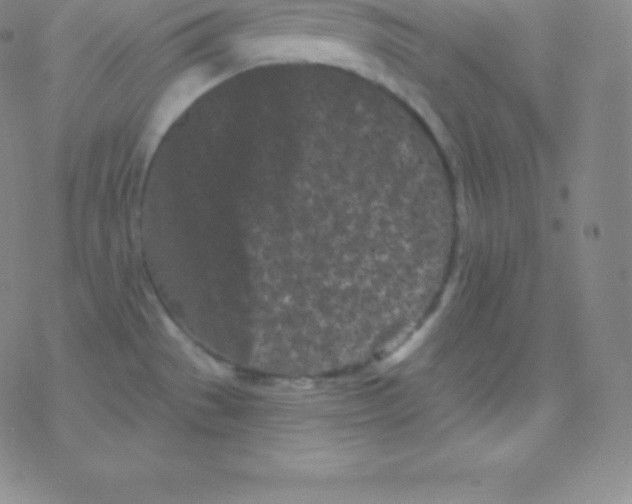 X0000077351529200611101601