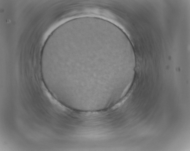 X0000077351534200611101601