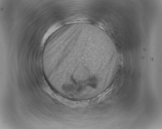 X0000077350004200611171910