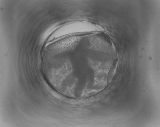 X0000077350005200611171910