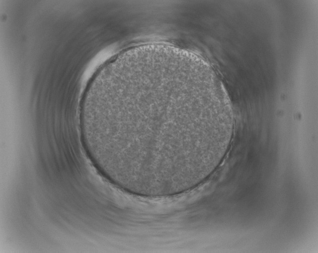 X0000077350006200611171910