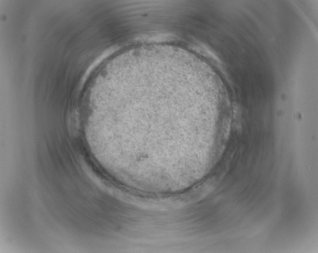 X0000077350012200611171909