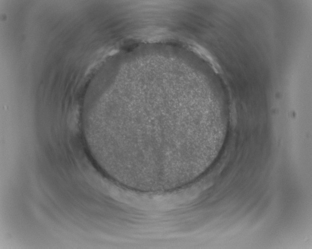 X0000077350018200611171909