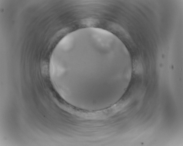 X0000077350036200611171909