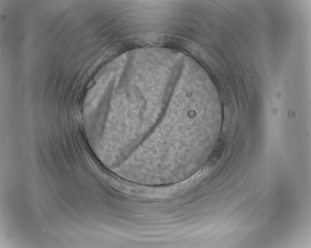 X0000077350048200611171909