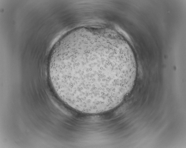 X0000077350059200611171908