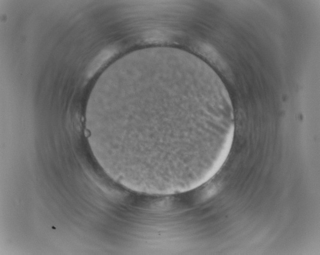 X0000077350116200611171908