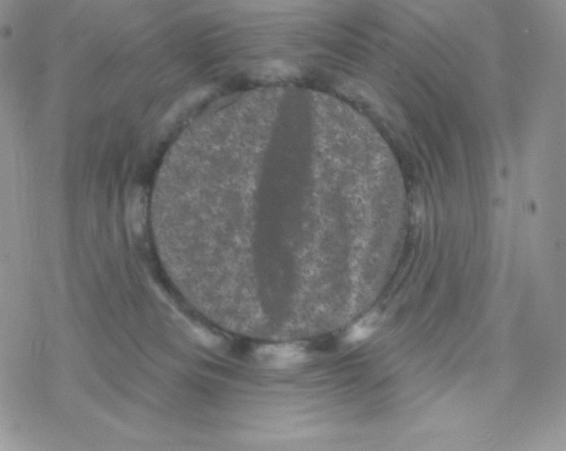 X0000077350133200611171907