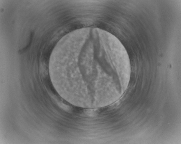 X0000077350136200611171907