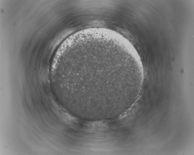 X0000077350146200611171907