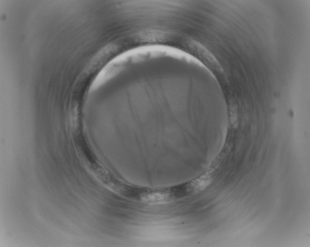 X0000077350163200611171907