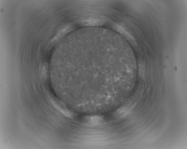 X0000077350165200611171907