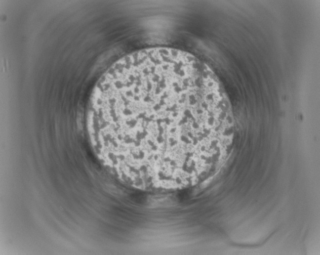 X0000077350175200611171907