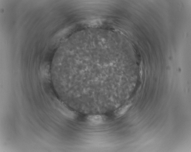 X0000077350181200611171907