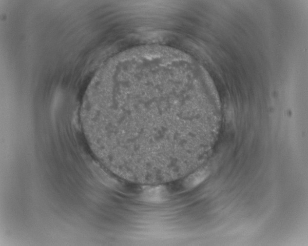 X0000077350185200611171907